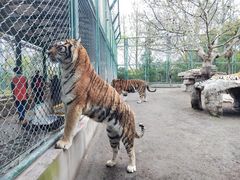 -上海野生动物园