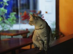 -猫岛主趣味餐厅(鼓浪屿店)