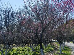 -上海海湾国家森林公园