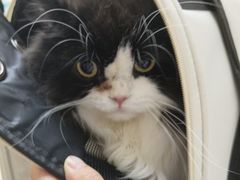 -安安宠医宠物医院·异宠·犬猫内科(岳阳分院)