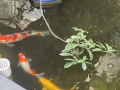 -漫笙舍Manse·咖啡·民宿