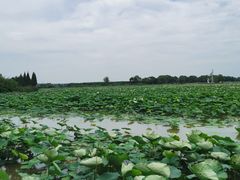 -洪湖生态旅游区