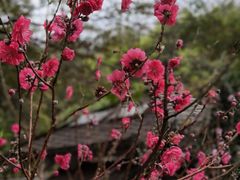 -桃花涧