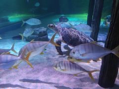 -暹罗海洋世界