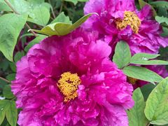 -龙华素斋(龙华路店)