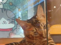 -欣宠猫屋·矮脚拿破仑·蓝金金渐层