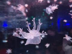 -海合安成都极地海洋公园