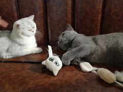 -猫小院猫主题餐厅(三里屯店)
