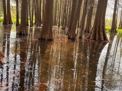 -溱湖国家湿地公园