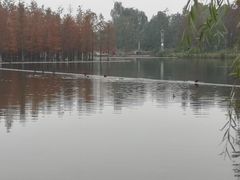 -白鹭湾湿地公园