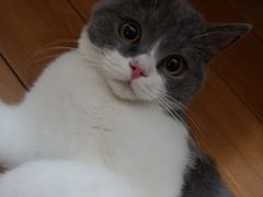 -纳吉亚猫专科动物医院博雅分院