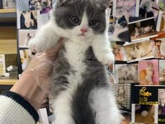 -欣宠猫屋·矮脚拿破仑·蓝金金渐层