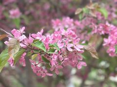 -海棠花溪(元大都城垣遗址公园)