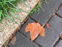 -一品鲜鱼锅贴(人民一路店)