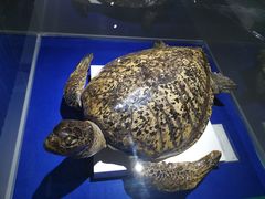 -贝壳王国博物馆
