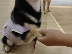 -南京Hallo宠物乐园·哈罗犬舍·柴犬繁育基地