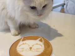-Anne猫窝咖啡屋