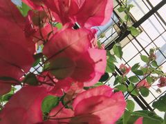 -呀路古热带植物园