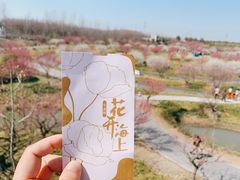-花开海上生态园