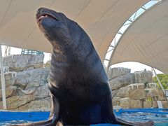 -芜湖新华联大白鲸海洋公园