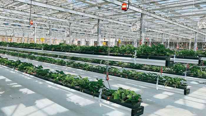 禾伯鲜农创新农场-"今日探店00:禾伯鲜农创新农场 17.