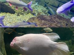 -江和美海洋公园
