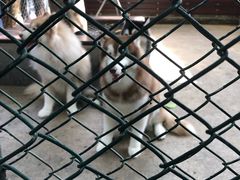 -TrueLove @ Neverland (Husky Cafe)