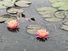 -西湖游船