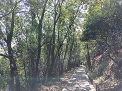 -大屏嶂森林公园