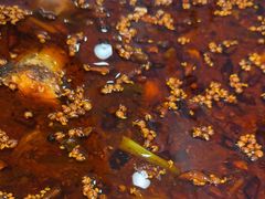 -胖子鱼·天水麻辣鱼火锅(秦州407店)