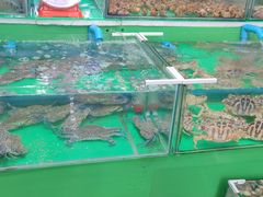 -拉威海鲜市场