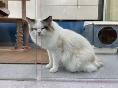 -凯瑞希宠物医院·狂犬免疫·微创·皮肤科