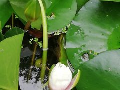 -莲湖公园