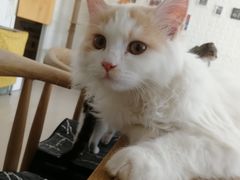 -平行世界·猫咖(首经贸店)