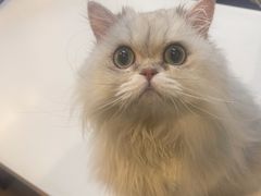 -御宝贝·A梦猫科宠物医院(国际猫友好医院)