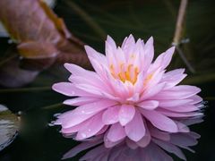 -桐乡植物园