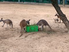 -西安秦岭野生动物园