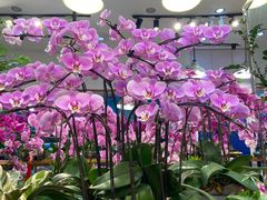 -双季花艺园艺市场(浦东店)