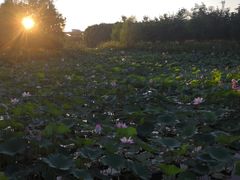 -东郊湿地公园