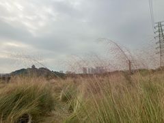-王借岗森林公园