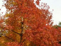 苏州天平山红枫-白云泉茶室