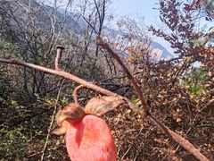 -青龙山国家森林公园
