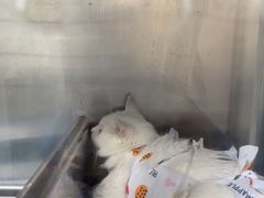 -半岛宠物医院24小时(科华中路店)