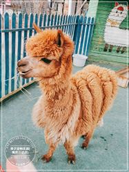 -萌宠亲子动物乐园(槐房万达店)