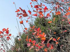 -北京西山国家森林公园