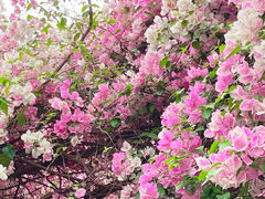 -深圳国际园林花卉博览园