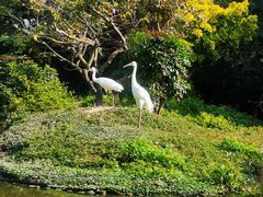 -广州长隆飞鸟乐园