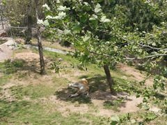 -西霞口神雕山野生动物世界