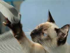 IMG_0511-Sirena海妖日咖夜酒