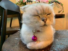-李小姐の猫咖啡馆(五角场店)